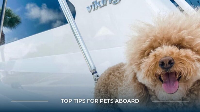 Top Tips For Pets Aboard