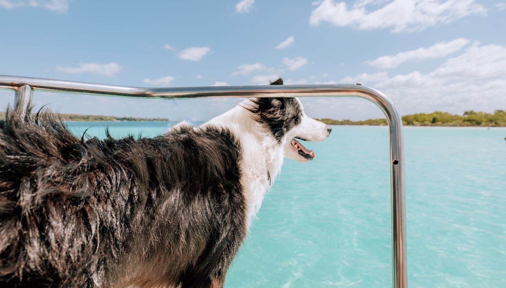 a dog on a boat