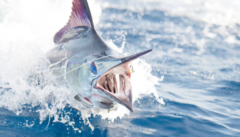 Jimmie Hines /Vee Fish