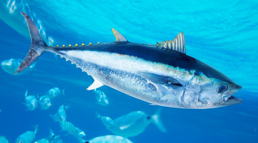 bluefin tuna - saltwater game fish