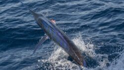 Los Suenos Signature Triple Crown – Leg 1 Marlin catch