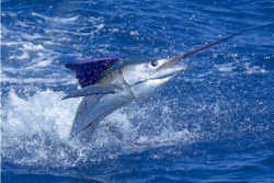 Marlin catch at the masters