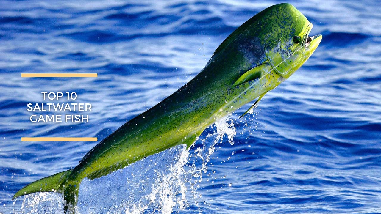 Eve kardinal temperatur Top 10 Saltwater Game Fish — Sportfishing Guide - Galati Yachts